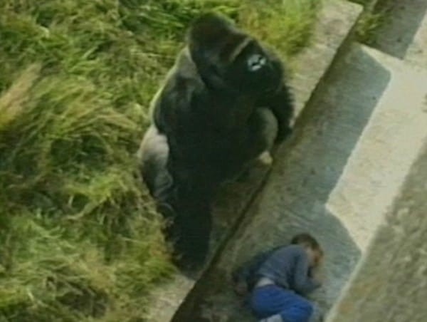Bé trai đi chơi bị rơi vào chuồng khỉ đột và điều bất ngờ đã xảy ra
