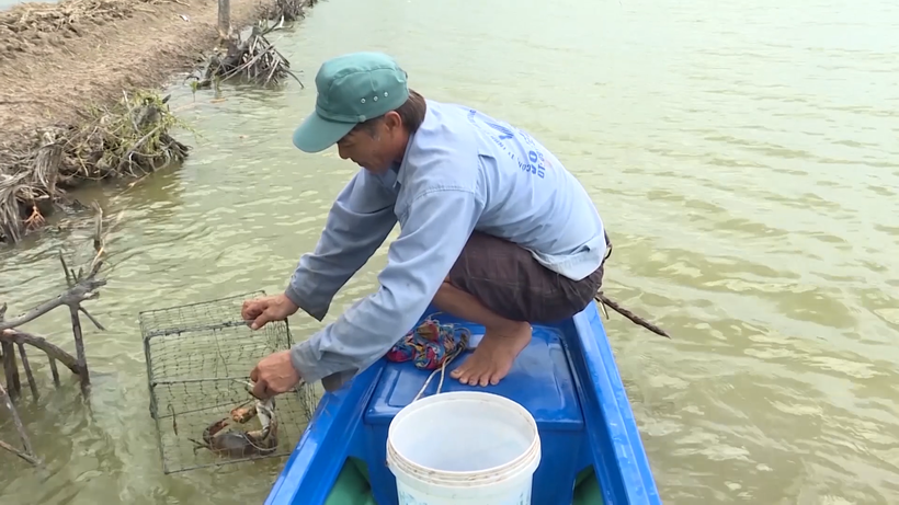 Mô hình nuôi tôm cua kết hợp của ông Nguyễn Văn Việt