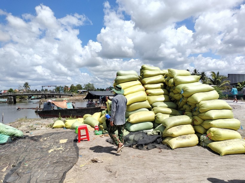 Nhiều nông dân ở Cà Mau nghi bị thương lái 'quỵt' tiền lúa