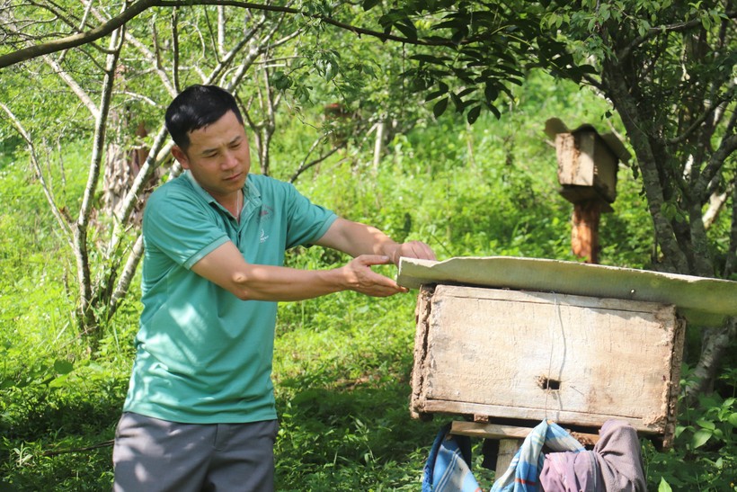 Anh Lù Văn Đức kiểm tra tình trạng tổ ong trước khi thu hoạch mật.