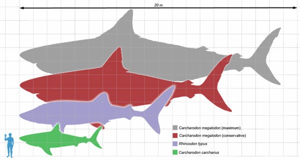 Kích thước khổng lồ của siêu cá mập Megalodon (màu xám).