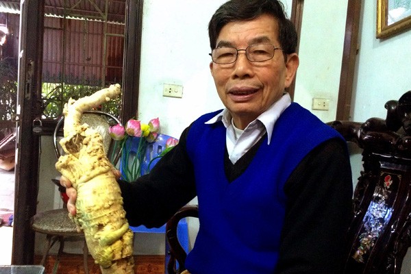 Lương y Bùi Hữu Lộc (79 tuổi) bên gốc cây đinh lăng có tuổi thọ 15 năm