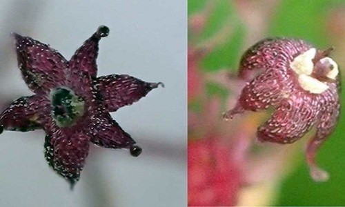 Hoa hình sao màu tím của loài cây ký sinh mới phát hiện trên đảo Yakushima. Ảnh: Yamashita Hiroaki.