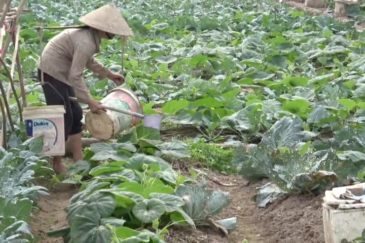 Cận cảnh những vườn rau "ngậm" nước thải độc hại tại Hà Nội
