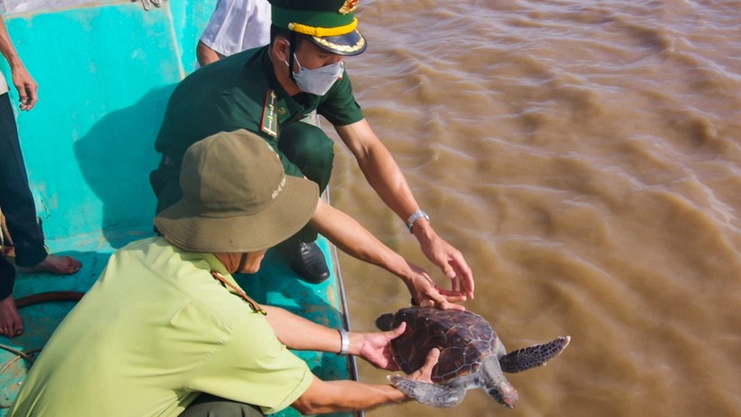 Cán bộ Đồn Biên phòng Trung Bình và Hạt kiểm lâm liên huyện Trần Đề-Cù Lao Dung thả các cá thể rùa biển họ vích về môi trường tự nhiên.