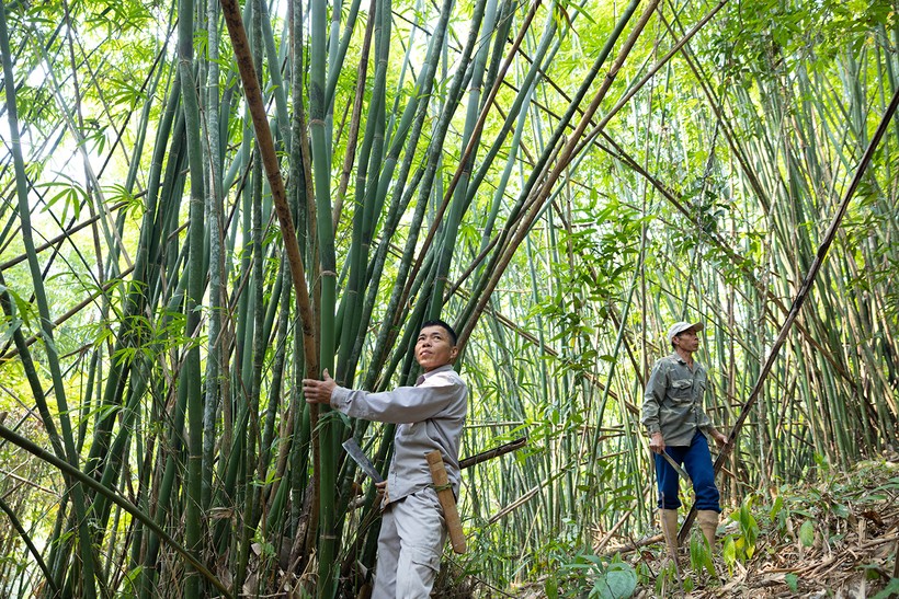 Người dân huyện Quế Phong, Nghệ An thu hoạch cây lùng.