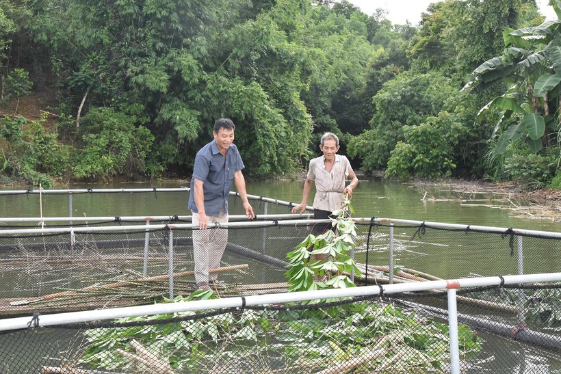 Ông Sầm Văn Hoa nuôi cá lồng trên dòng sông Quàng.
