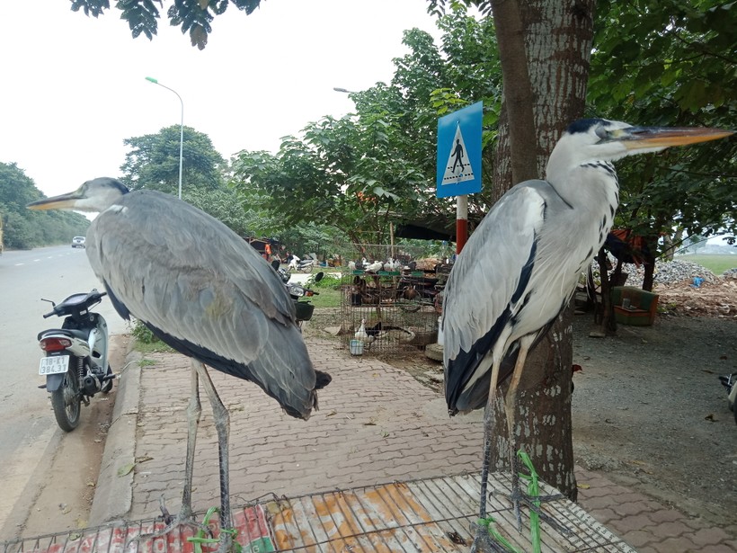 Một góc chợ chim trời