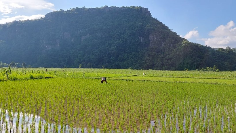 Nhiều diện tích ruộng lúa ở Hướng Việt bị bồi lấp sau trận mưa lũ năm 2020 nay đang dần khôi phục 