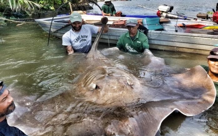 Bắt được cá đuối "quái vật" dài 2m, nặng 240kg ở Thái Lan  