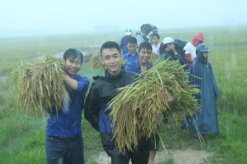 Đoàn viên thanh niên là chiến sỹ bộ đội huyện Triệu Sơn giúp dân thu hoạch lúa