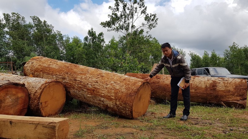 Cận cảnh rừng Sơ Pai ở Gia Lai bị lâm tặc tàn phá