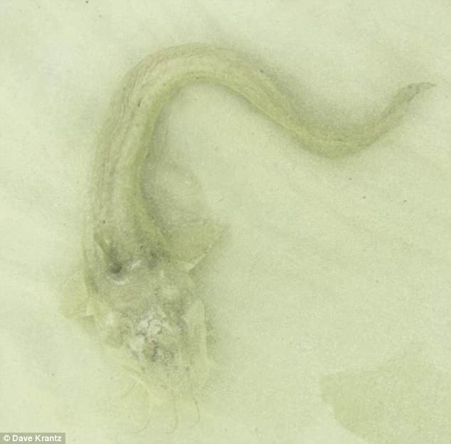 Ngư dân phát hoảng khi thấy cá “quái vật” dài 1m bơi dưới chân