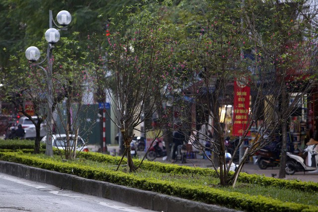 Con đường hoa đào nở đỏ rực ở Hà Nội báo hiệu Tết đã cận kề