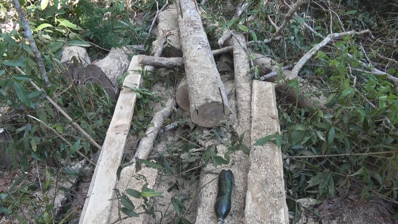 Hiện trường vụ phá rừng tại tiểu khu 704 với trên 40m3 gỗ các loại.

