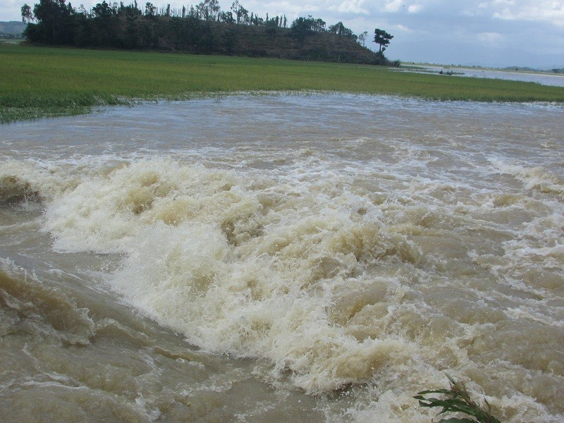Đê Quảng Điền vỡ khiến hàng trăm ha lúa bị ngập trong nước