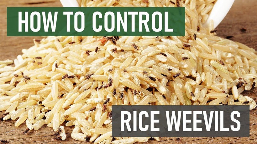Không được để mọt xâm nhập vào gạo rất có hại cho sức khỏe (hình minh họa)