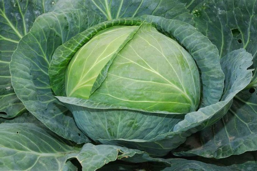 Bắp cải là loại rau phổ biến, có nhiều công dụng đối với sức khỏe.